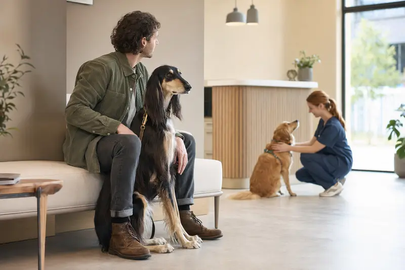 Ein ruhiger Balutschi-Windhund sitzt neben seinem Besitzer in einem hellen, modernen Wartezimmer der Tierarztpraxis.